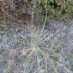 Yucca arkansana Облик