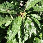 Prunus serrula Hoja