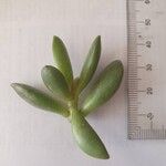 Adromischus schuldtianus 葉