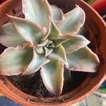 Echeveria shavianaFulla