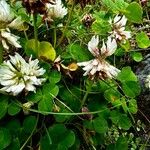 Trifolium pallescens Blomst