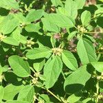 Croton monanthogynus Blad