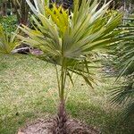 Leucothrinax morrisii Hoja