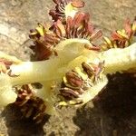 Populus x canadensis Floare