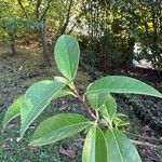 Camellia reticulata Frunză