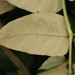 Polyscias fulva Blatt