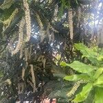 Macadamia ternifolia Cvet