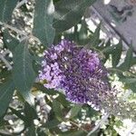 Buddleja davidiiFlower