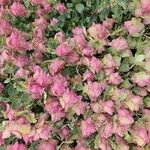 Origanum rotundifolium Flower