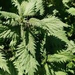 Urtica pilulifera Blatt