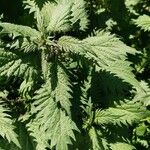 Urtica pilulifera Blad