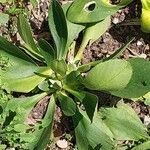 Primula auricula Blad