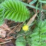 Argentina anserina Leaf