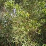 Acacia confusa Lehti
