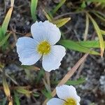 Baldellia ranunculoides Květ