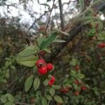 Cotoneaster pannosus 果