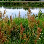 Rumex thyrsiflorus Ffrwyth