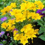 Bidens aurea Hábito