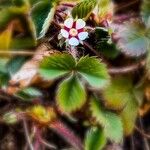 Potentilla micranthaফুল