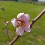 Prunus dulcisBloem