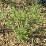 Lepidium austrinum 形態