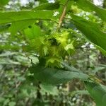 Corylus americana Лист