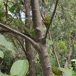 Viburnum rigidum Bark