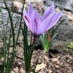 Crocus sativus 花