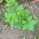 Sanicula canadensis Hoja