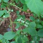Vaccinium pallidum Fruto
