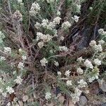Teucrium dunense Hoja