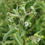 Cynoglossum lanceolatum Flor