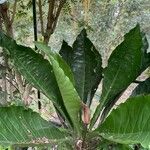 Anthurium schlechtendalii Yeri