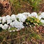 Woollsia pungens Flower