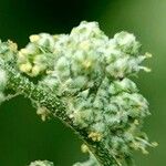 Chenopodiastrum hybridum 花