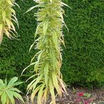 Echium pininana Кветка