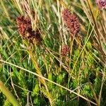 Erica spiculifolia Habit