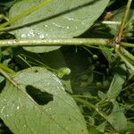 Acmella radicans Fruit