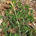 Vicia lutea Hàbitat