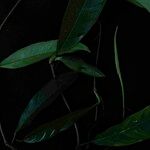 Philodendron surinamense Blad