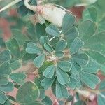 Crotalaria aculeata Liść