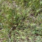 Aegilops geniculata Hoja