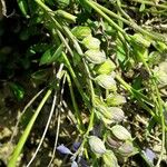 Polygala vulgaris Fleur