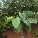 Psidium guajava葉