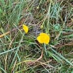 Ranunculus lanuginosusFlor