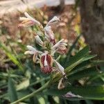 Alpinia calcarata 花