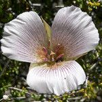 Calochortus striatus Fleur