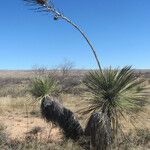 Yucca elata Vekstform