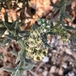 Heliotropium bacciferum Fruit