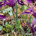 Iris reticulata Hoja